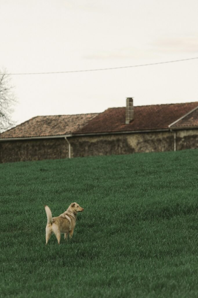 A Labrador retriever stands in a lush green field near a rustic farmhouse, offering a tranquil rural scene.
